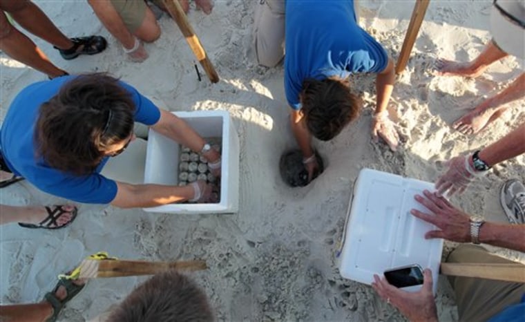 Researchers and biologists harvest sea turtle eggs from the sand in Port St. Joe, Fla., on Friday.